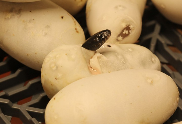 Mexican Black Kingsnake